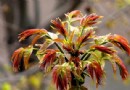春季養生就靠這4味！香椿、香菜、香蔥、香菇的保健功效與正確吃法