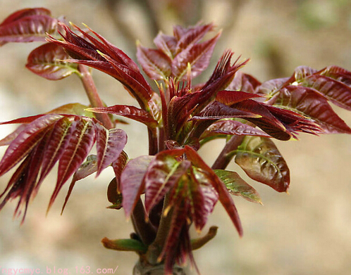 春天補脾多吃香椿 香椿怎麼做?