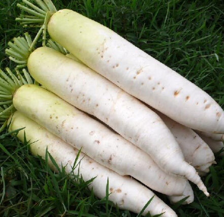 冬天這樣吃蘿卜能當藥!