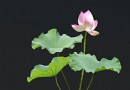 春季陰雨綿綿濕氣重！8種祛濕食物＋4道養生食譜，健脾除濕一身輕