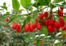 枸杞茶的功效有哪些？枸杞泡水3大好處、每日建議量與禁忌一次看懂