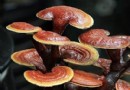 靈芝泡水喝的功效有哪些？四大保健作用與食用方法全解析
