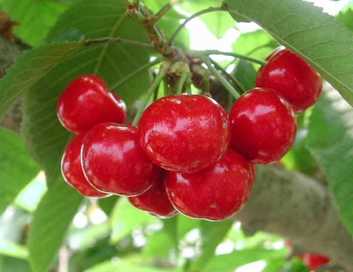 吃櫻桃的好處和壞處