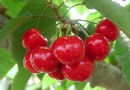 吃櫻桃的好處與壞處全解析：補鐵養顏功效、食用禁忌及6道櫻桃食譜