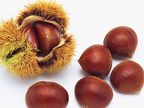 生食板栗可補腎!你所不知道的板栗