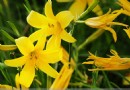 黃花菜有毒嗎？鮮、乾黃花菜毒性解析與安全處理全攻略
