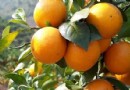 「天然好醫生」就在身邊！7種常見水果的驚人保健功效