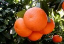 秋天吃橘子會上火嗎？解析上火原因、正確吃法與飲食禁忌