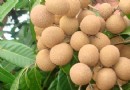 紅棗桂圓茶的功效與做法：補血安神、美容養顏的暖心養生茶飲