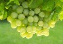 止咳化痰吃什麼？10種潤肺水果與食材完整推薦