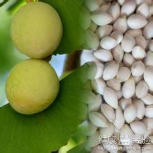 白果如何食用四種更營養的吃法