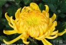 黃菊散熱、白菊明目！菊花茶這樣喝，養生功效加倍