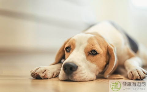 打狂犬疫苗注意事項 打狂犬疫苗注意事項