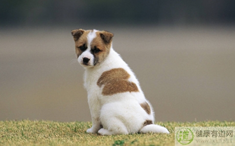 打狂犬疫苗注意事項 打狂犬疫苗注意事項