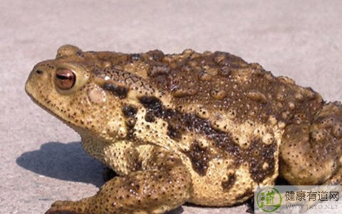 癞蛤蟆有毒嗎 癞蛤蟆有毒嗎