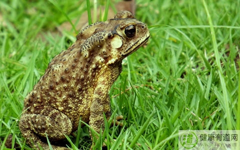 癞蛤蟆有毒嗎 癞蛤蟆有毒嗎