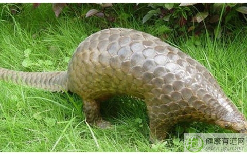 穿山甲粉可以直接口服嗎 穿山甲粉可以直接口服嗎