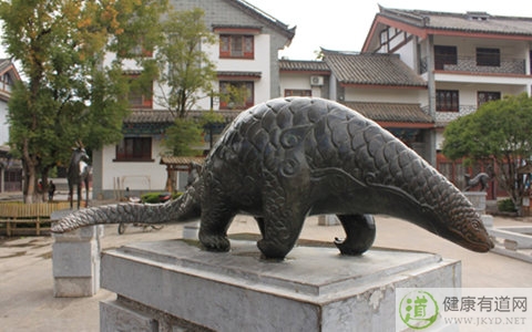 穿山甲粉可以直接口服嗎 穿山甲粉可以直接口服嗎