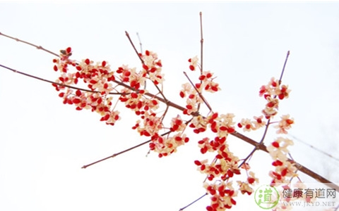 相思豆有毒嗎 相思豆有毒嗎