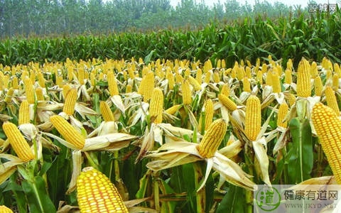 吃玉米會胖嗎 吃玉米會胖嗎