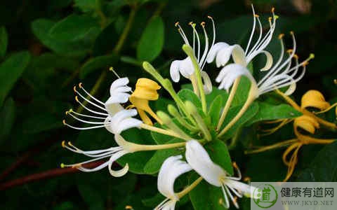 去火吃什麼 去火吃什麼