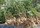 花生的好處、吃法與禁忌一次看懂：「長生果」這樣吃最健康