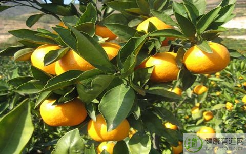 金桔皮可以吃嗎 金桔皮可以吃嗎