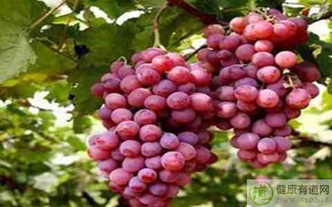 紅提的皮能吃嗎