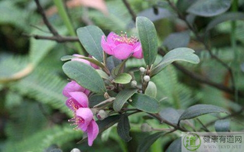 桃金娘不能和什麼一起吃_桃金娘和什麼相克 桃金娘不能和什麼一起吃_桃金娘和什麼相克