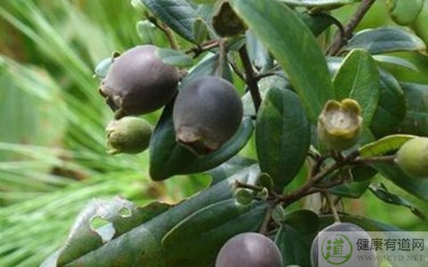 桃金娘不能和什麼一起吃_桃金娘和什麼相克 桃金娘不能和什麼一起吃_桃金娘和什麼相克