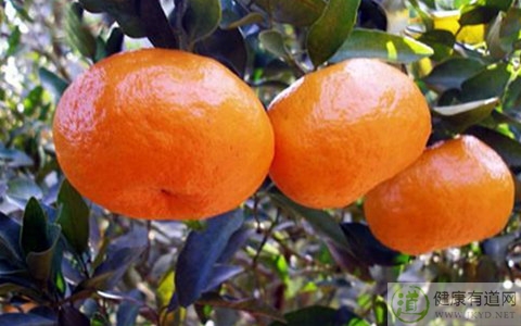 蘆柑不能和什麼一起吃_蘆柑和什麼相克 蘆柑不能和什麼一起吃_蘆柑和什麼相克