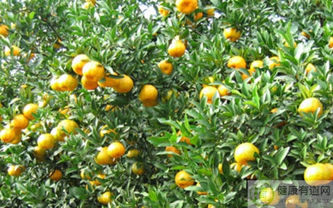 蘆柑不能和什麼一起吃_蘆柑和什麼相克 蘆柑不能和什麼一起吃_蘆柑和什麼相克