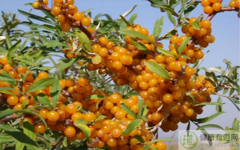 醋柳果不能和什麼一起吃_醋柳果和什麼相克 醋柳果不能和什麼一起吃_醋柳果和什麼相克