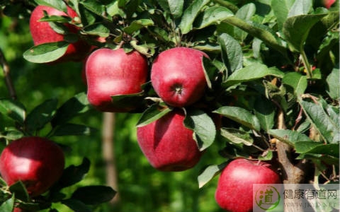 蛇果不能和什麼一起吃_蛇果和什麼相克 蛇果不能和什麼一起吃_蛇果和什麼相克