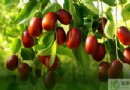 大棗不能和什麼一起吃？紅棗相剋食物、宜搭食材與正確吃法全解析