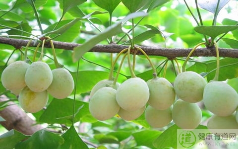 哪些人不能吃白果 哪些人不能吃白果