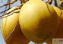 椰子不能和什麼一起吃？相剋食物、禁忌人群與美味吃法全解析