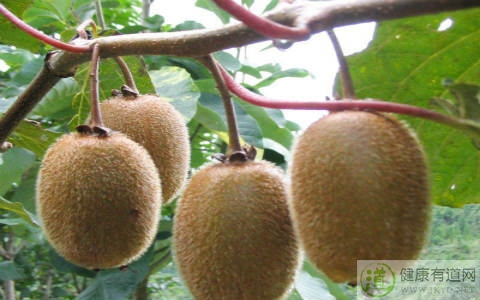 奇異果吃多了會怎樣 奇異果吃多了會怎樣