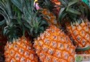 哪些人不能吃菠蘿？過敏體質者當心！食用禁忌、鹽水浸泡原因與挑選技巧全解析