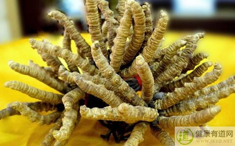 冬蟲夏草不能和什麼一起吃_冬蟲夏草和什麼相克 冬蟲夏草不能和什麼一起吃_冬蟲夏草和什麼相克
