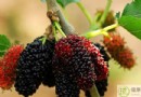 桑葚吃多了會上火嗎？過量食用風險、宜忌人群與食療方一次看懂