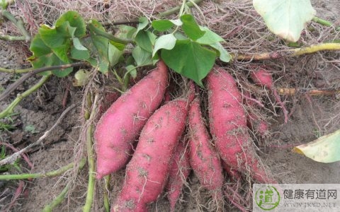紅薯吃多了會怎樣 紅薯吃多了會怎樣