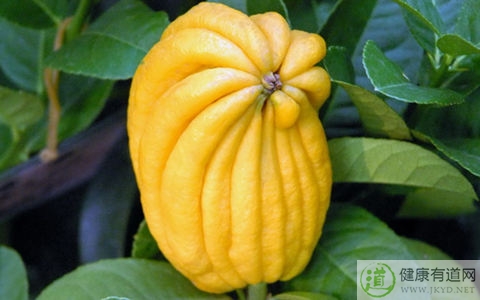 佛手柑不能和什麼一起吃_佛手柑和什麼相克 佛手柑不能和什麼一起吃_佛手柑和什麼相克