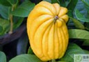 佛手柑不能和什麼一起吃？相剋禁忌、營養功效與家常做法全解析