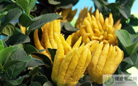 佛手柑不能和什麼一起吃_佛手柑和什麼相克 佛手柑不能和什麼一起吃_佛手柑和什麼相克