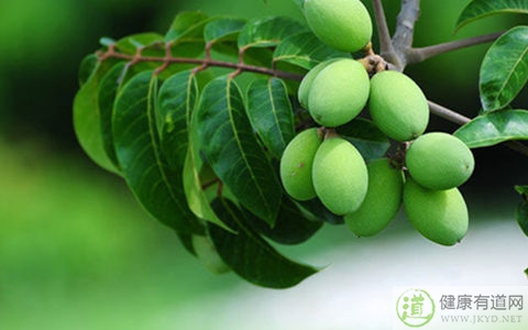 橄榄不能和什麼一起吃_橄榄和什麼相克 橄榄不能和什麼一起吃_橄榄和什麼相克