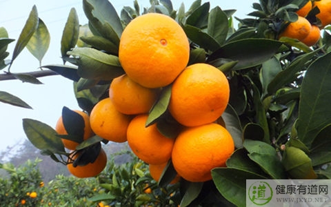 橘子吃多了會拉肚子嗎 橘子吃多了會拉肚子嗎