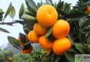 橘子吃多了會拉肚子嗎？過量食用橘子的危害、禁忌與好處全解析