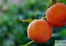柿子吃多了會胖嗎？一文看懂柿子熱量、營養好處與食用禁忌