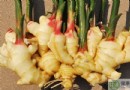 薑不能和什麼一起吃？五大相剋食物、七類禁忌族群與營養價值全解析